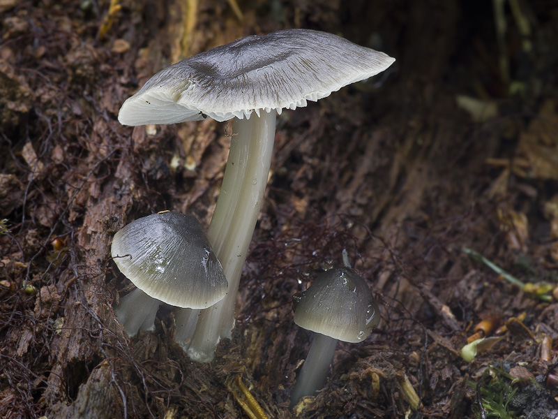 Mycena galericulata